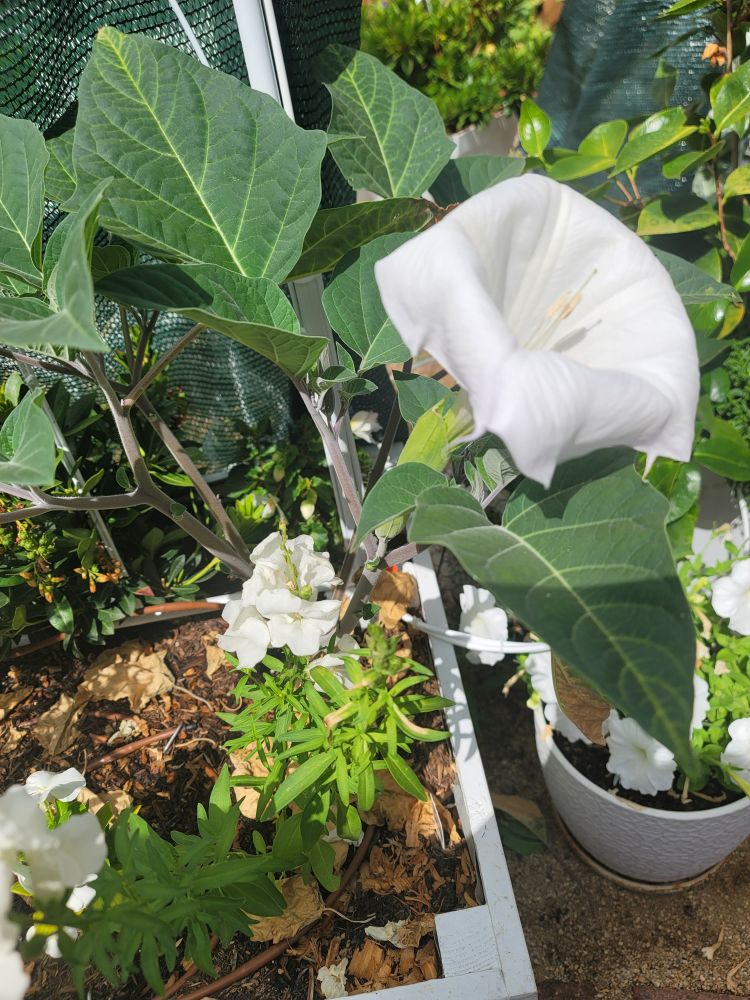 Datura flower