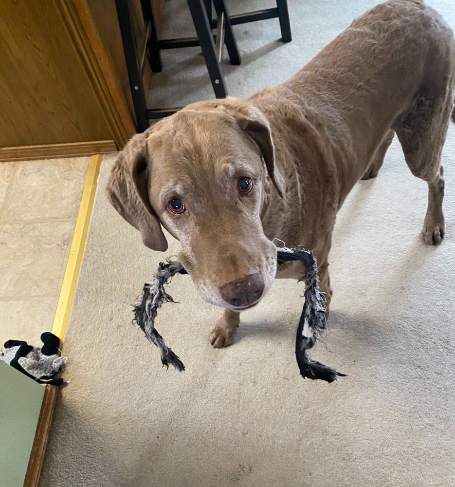 My light brown dog, Atigun. He has his favorite tug o' war toy in his mouth. 