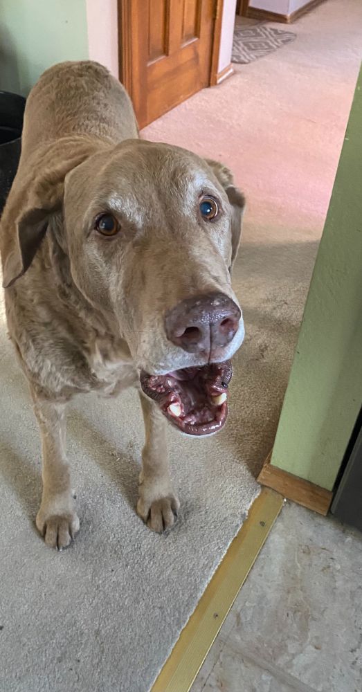 My brown dog, Atigun. He is standing in front of me. His mouth is open because he is talking to me.