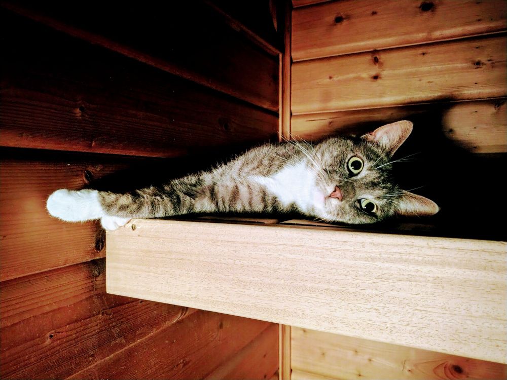 Iggi cat in the sauna