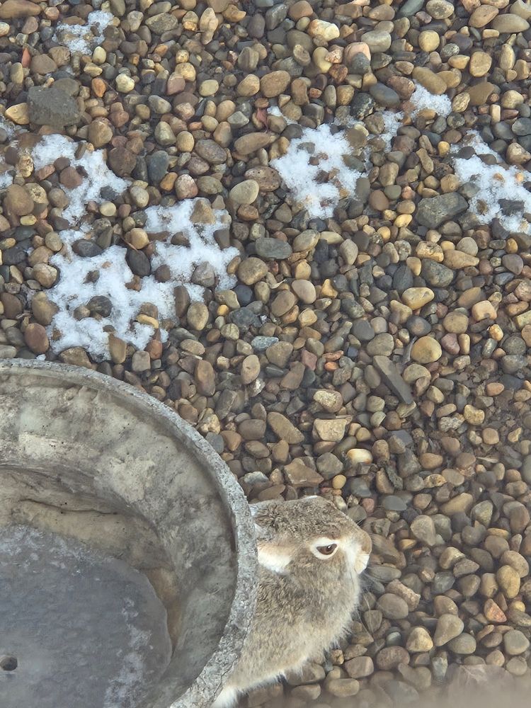 Finally a picture of the same whote tailed jack rabbit taken from above on my balcony and made slightly foggy as it eas taken through a pain of plexi glass