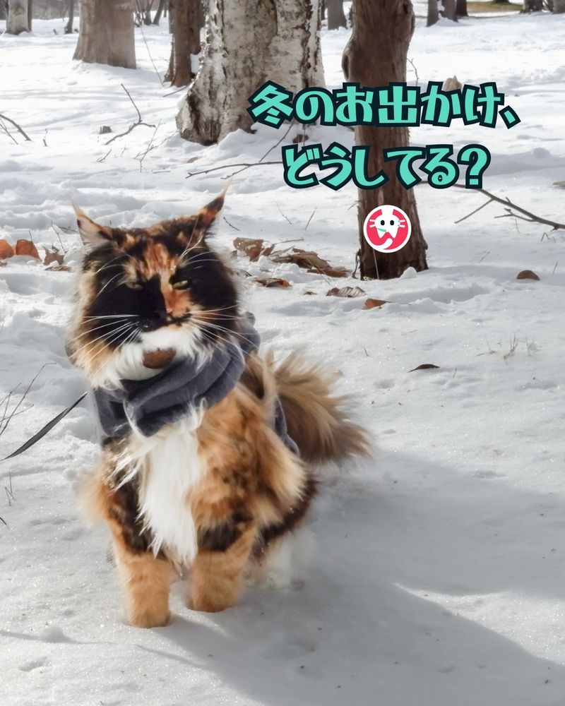 ふわふわの長毛三毛猫が、首に巻いたグレーの暖かそうなマフラーを身に着けて雪の上に立っている。寒さをものともしないような自信に満ちた表情で、背景には雪景色の森と裸の木々が広がっている。猫の上には「冬のお出かけ、どうしてる？」という日本語のテキストが表示されている。