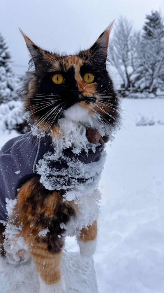 A long-haired calico cat with bright yellow eyes stands in a snowy landscape, wearing a gray jacket. Its fur and whiskers are dusted with snow, giving it a playful, wintry appearance. Snow-covered trees and a cloudy sky form the serene background.