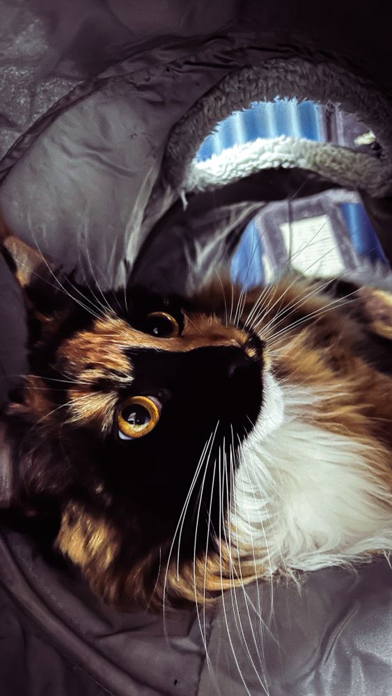 A close-up of a fluffy, long-haired calico cat with wide amber eyes and long white whiskers. The cat is playfully peeking out from inside a gray, cozy tunnel, with soft light filtering through a window in the background.