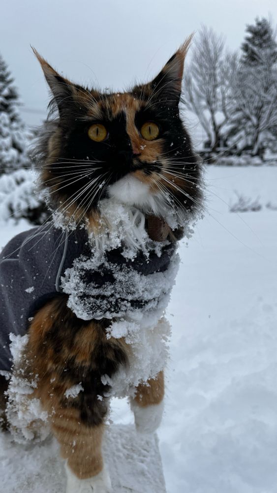 Calico Maine Coon cat encrusted with snow in a gray fleece jacket with a snowy winter background.