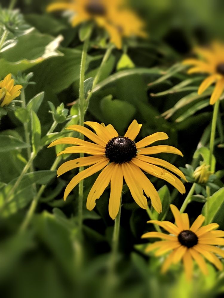 Black eyed susans in morning light