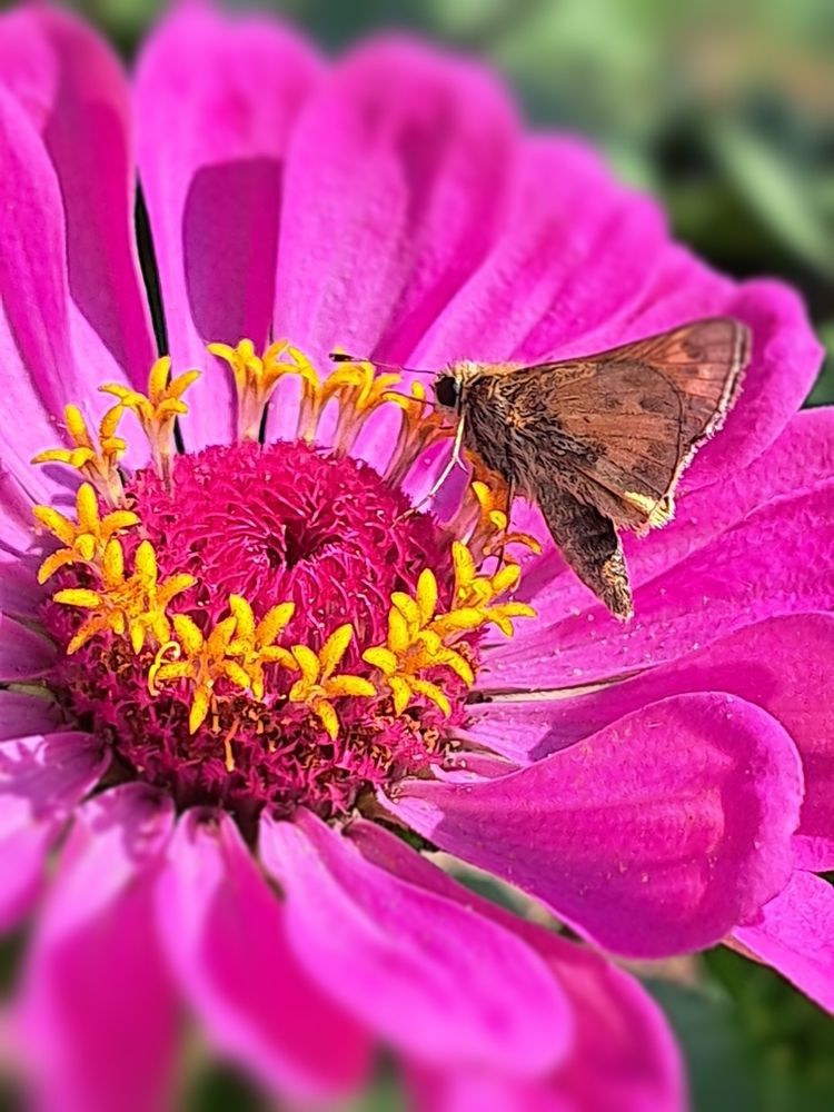 Zinnia with butterfly/moth