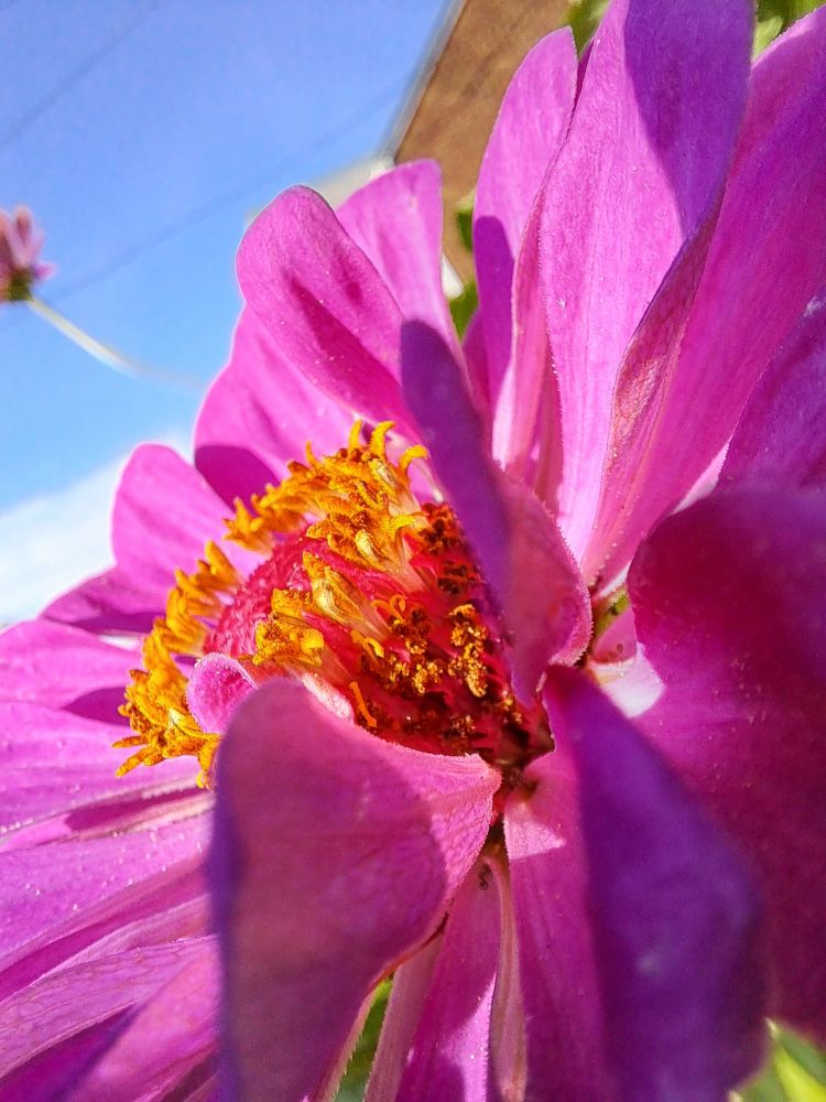 Closeupp of Pink Zinnia glowing in late summer light