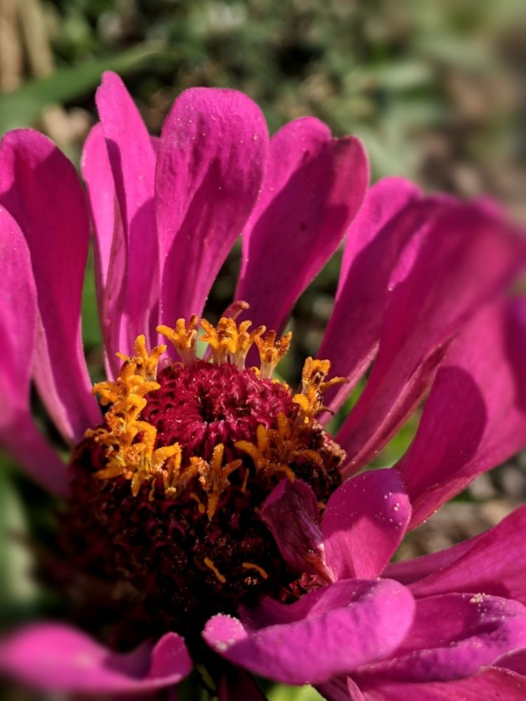 Fading zinnia catching afternoon light