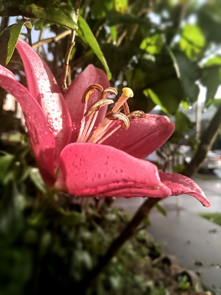 Rain soaked red lily from Trafford pa
