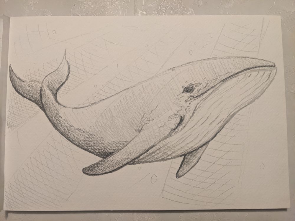 Pencil sketch of a blue whale