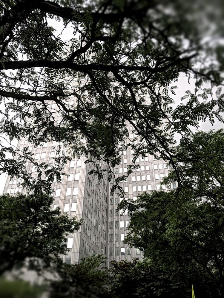 Rainy Pittsburgh building framed by trees