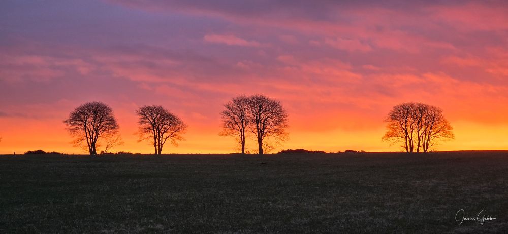 A silhouette of four trees against a colourful morning sunrise comprising blue, orange and yellow hues