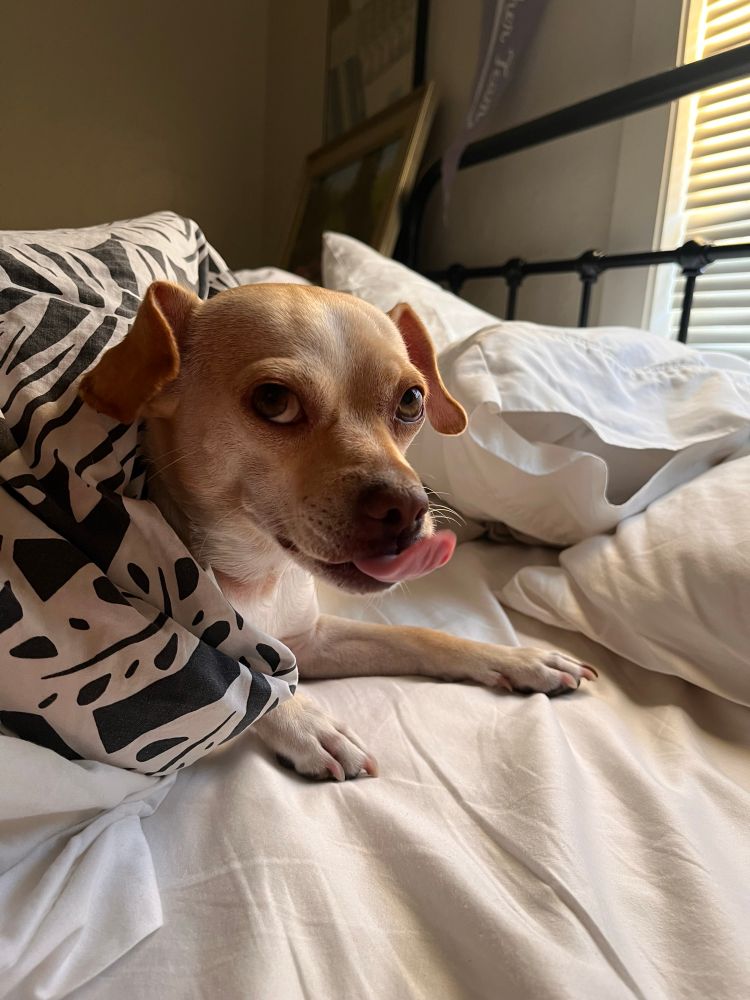 A sly chihuahua pokes out of the covers with her tongue out 
