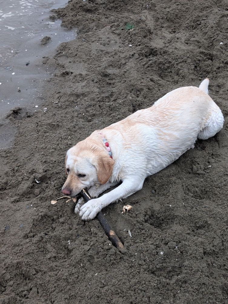 Mabel chewing her stick 