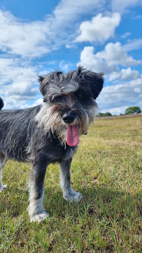 After running about schnauzering, Hugo the black and silver miniature schnauzer has stopped for a breather. He is stood side on to the camera with his head turned round to the camera with his tongue hanging out. He is standing on grass with  blue sky and white fluffy clouds in the background. 