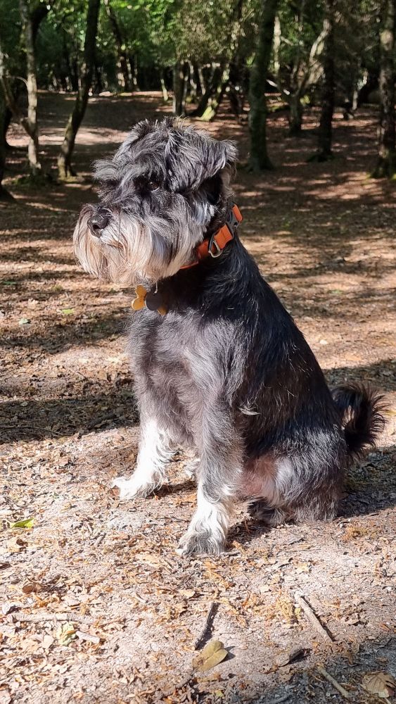 Hugo is sat on a path in the New Forest in dappled sunshine. He is side on to the camera, looking away from the camera to our left. He is wearing an orange collar. There are trees in the background.