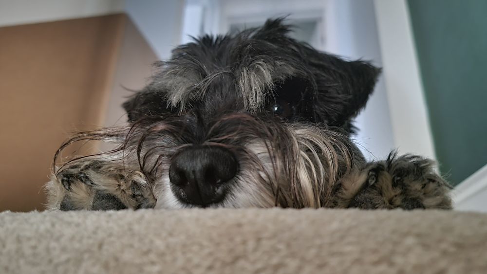 A close up of a black and silver miniature schnauzer’s face sat at the top of some stairs looking a bit meh.