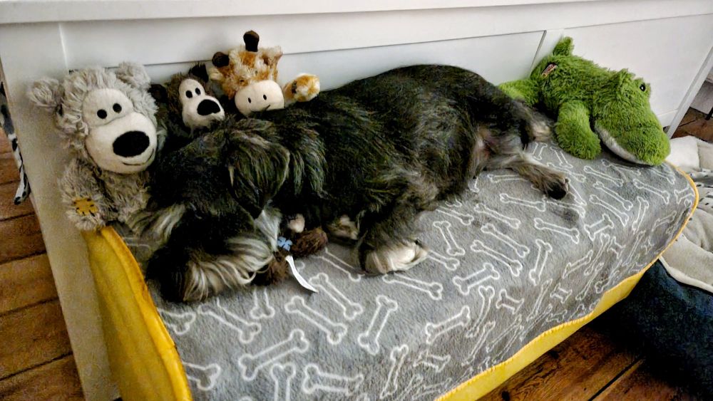 Black and silver miniature schnauzer lying next to his collection of Kong wild knots bears (left to right: Kevin the Travel Bear; Kong bear; G-Boy the giraffe, and Hugo is lying on Dudley the mini brown wild knots bear, named by a certain poodle called Tommy) and Ally Alligator toy on a bone patterned blanket on a yellow blanket box. The photo was taken at 11.23pm after lights out, when Hugo gets off the big bed and moves to one of his many sleeping spots in the bedroom. The blanket is the one that his doggy mum, Poppy gave him, so it’s very special, just like Hugo. 

The exposure on the picture is a little odd due to the camera/flash set up. 