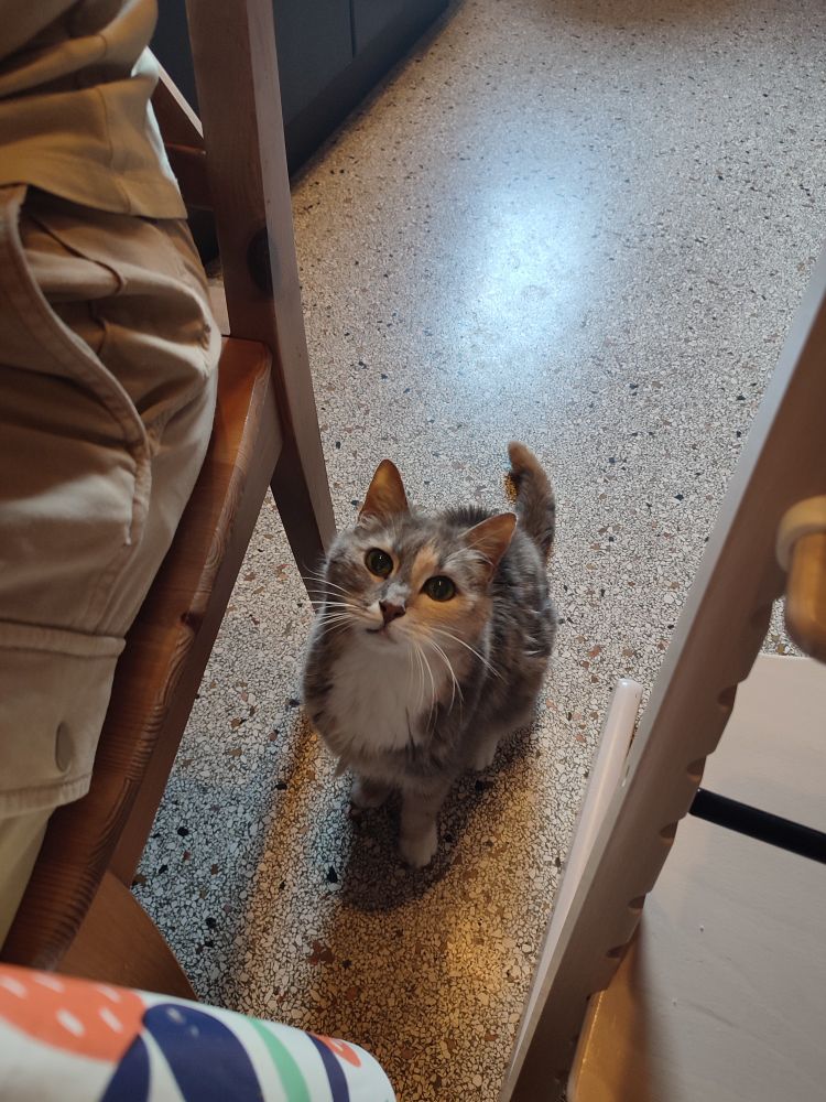 Photo d'un chat tricolore qui regarde en l'air vers l'objectif de la photo