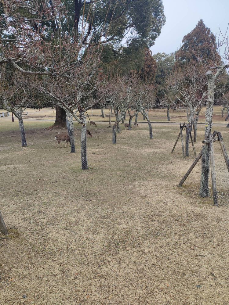 Photo dans le parc de Nara, on y voit des daims en liberté 