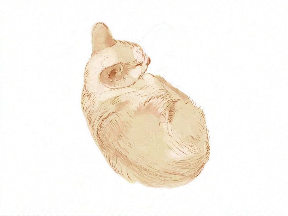 薄茶と白の猫。