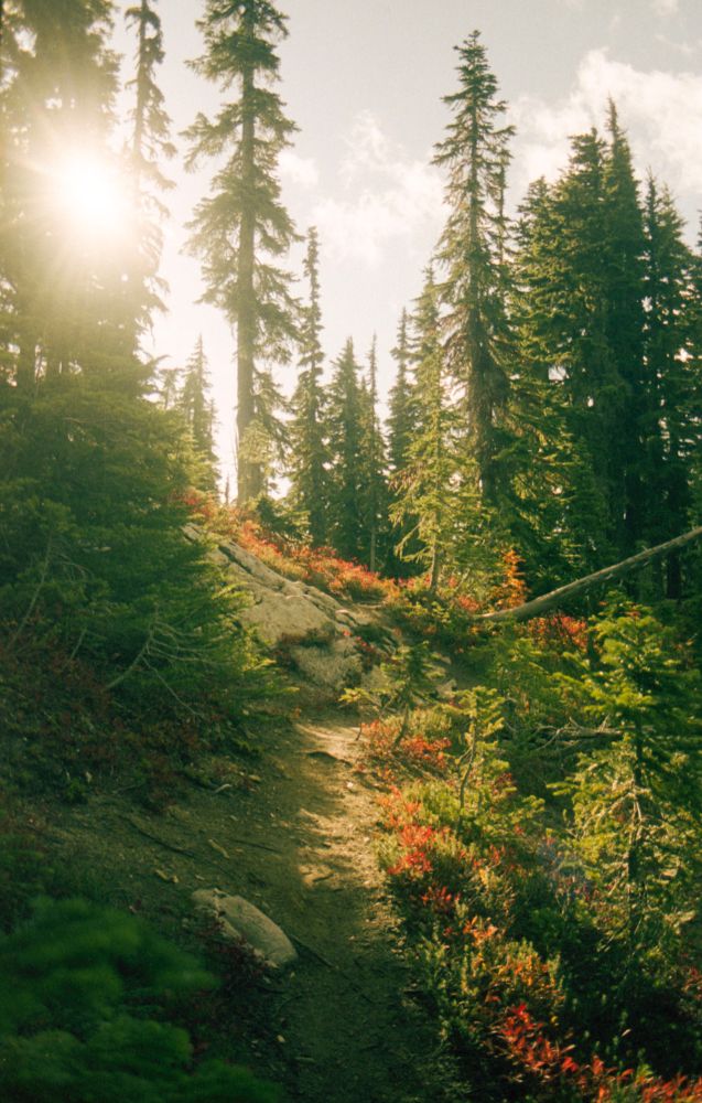 A dirt trail looking up hill with sun shining through evergreen trees.