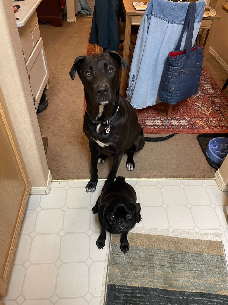 A black pit mix and a black pug sit in the kitchen both looking at the camera. 
