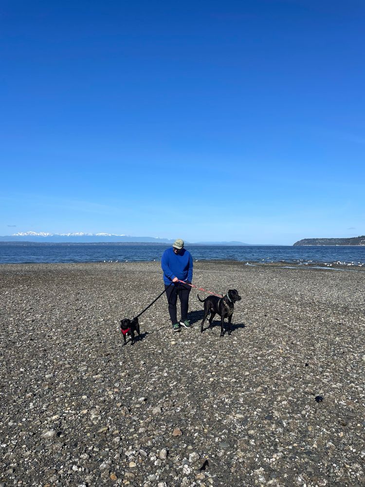 A human holding two leashed dogs. One is a black pit mix and the other is a black pug. They’re on a beach with the Salish Sea and Olympic Mountains in the background. 