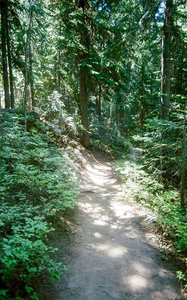 A dirt trail surrounded by trees and foliage with dappled sunlight on the ground.