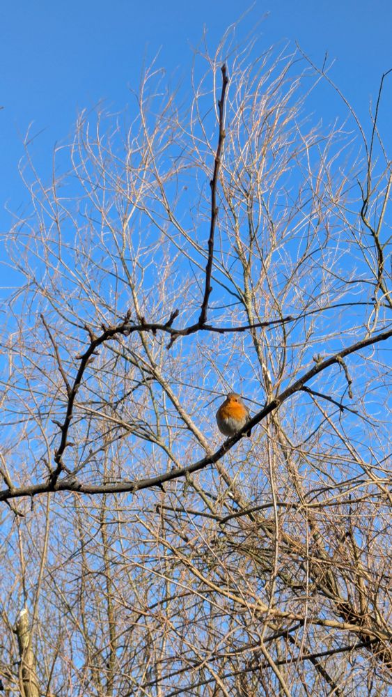 Picture of European Robin at the Science Park Campus of the University of Amsterdam 