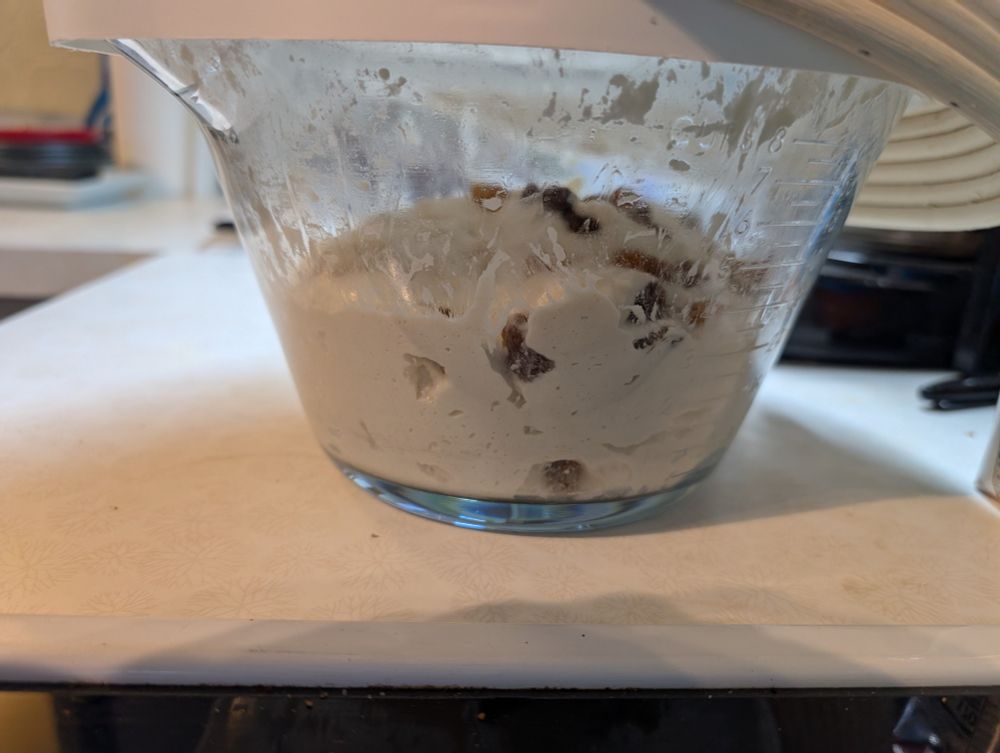Sourdough cinnamon raisin bread waiting for cold ferm.