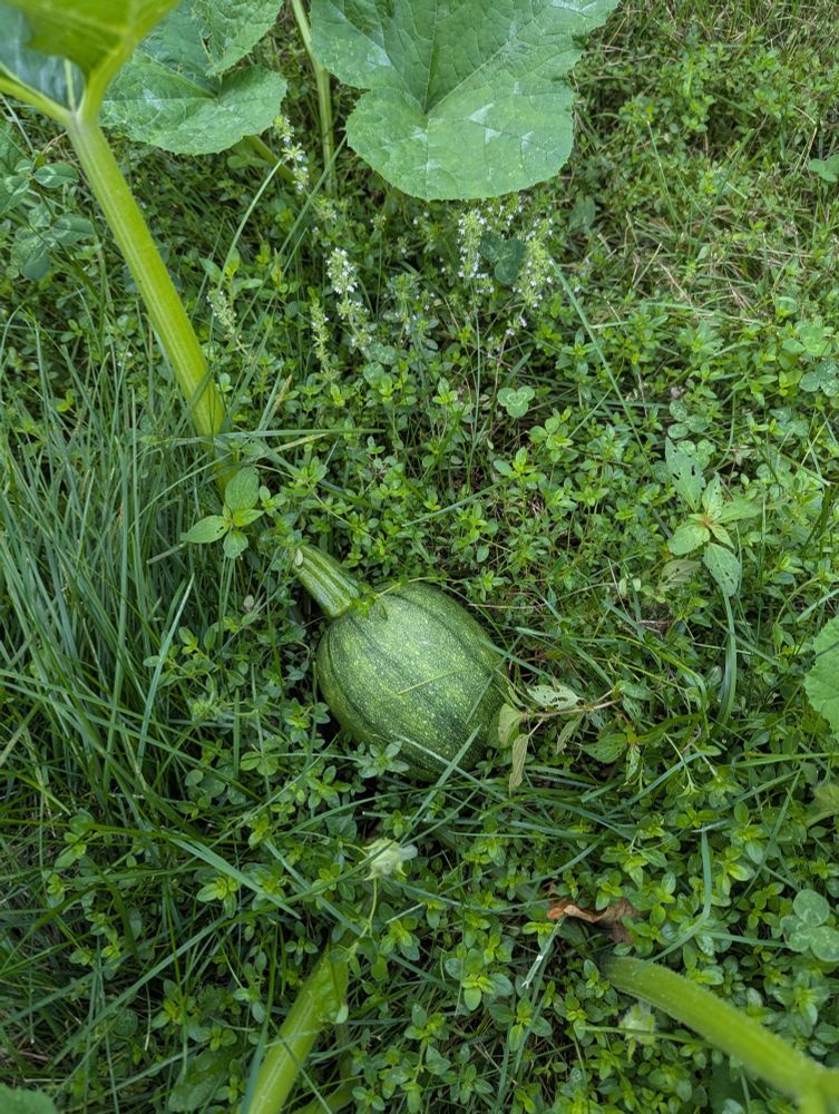 A green pumpkin is growing in the green grass. It's about the size of my fist.