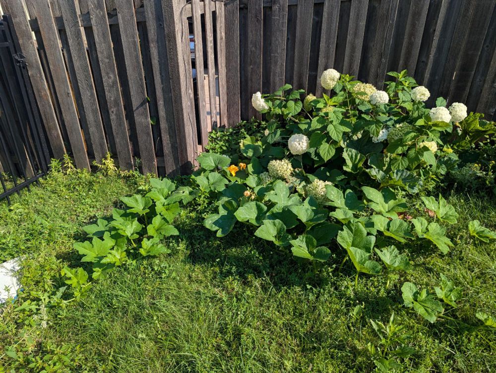 Pumpkin vines are taking over the lawn! Some bright orange flowers are visible among the large green leaves. A bush with white hydrangea flowers grows behind the vines against a brown fence.