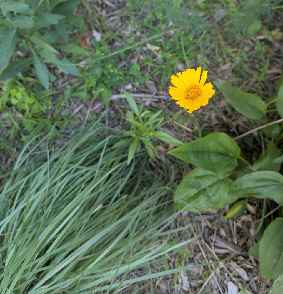 Bright yellow round flower from a Lanceleaf Coreopsis