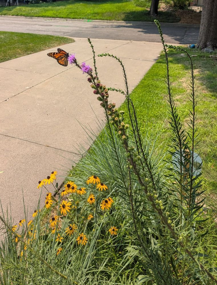 An orange monarch butterfly sits on the pink flower at the tip of a tall Blazingstar (liatris) stem. Below is a cluster of yellow Orange Coneflower blooms.