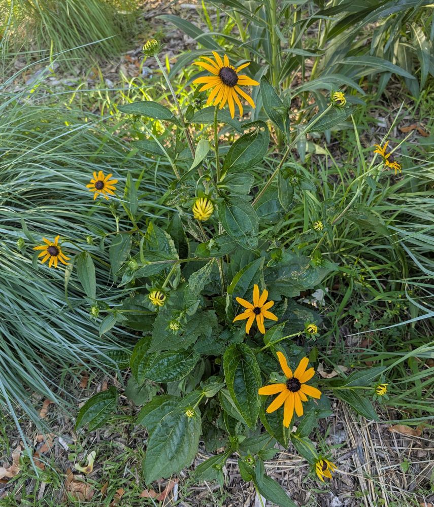 Orange coneflower