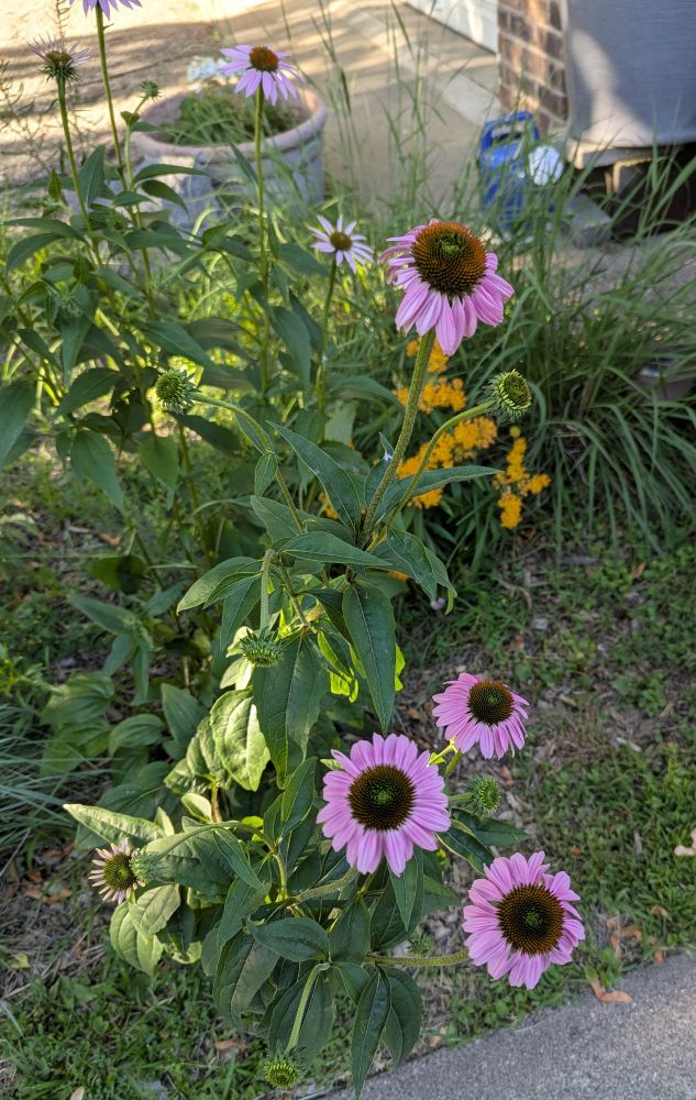 Purple coneflower