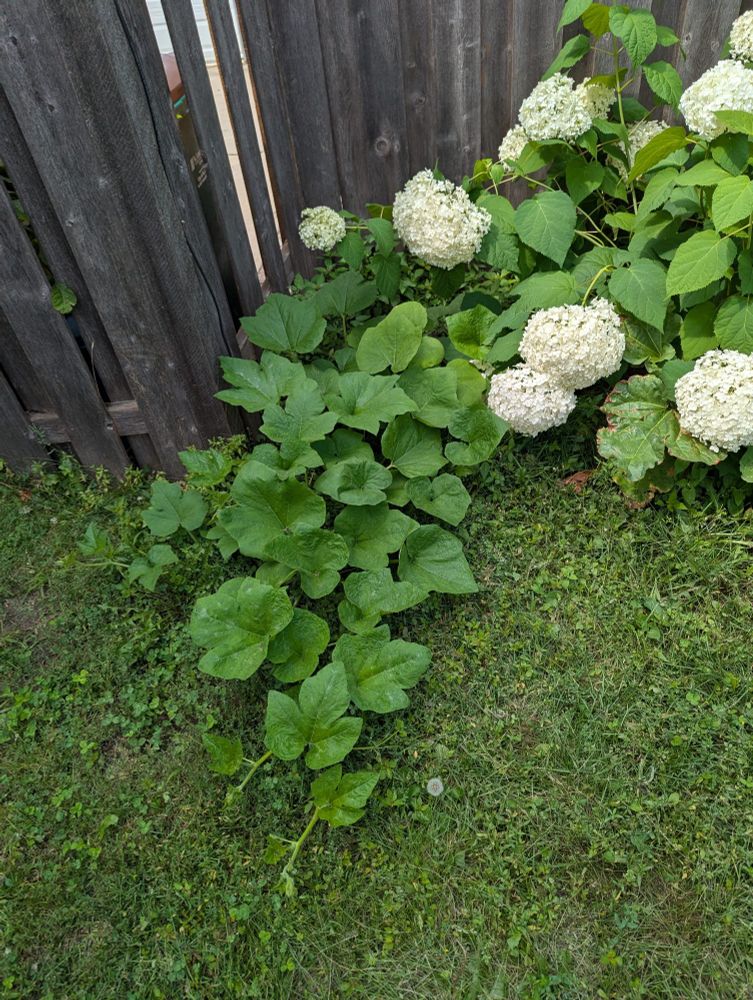 Pumpkin vines are now 5 feet long getting ready to take over the lawn