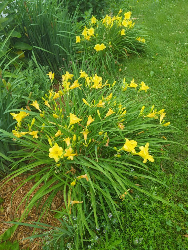 Yellow daylilies