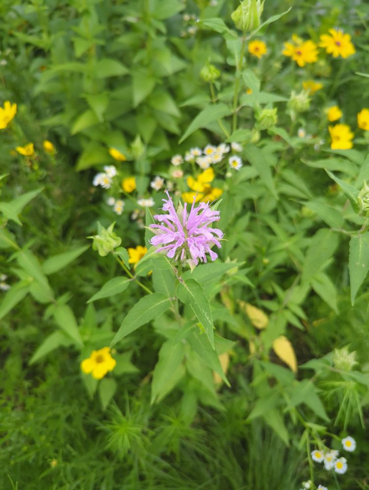 Bee Balm is pale purple