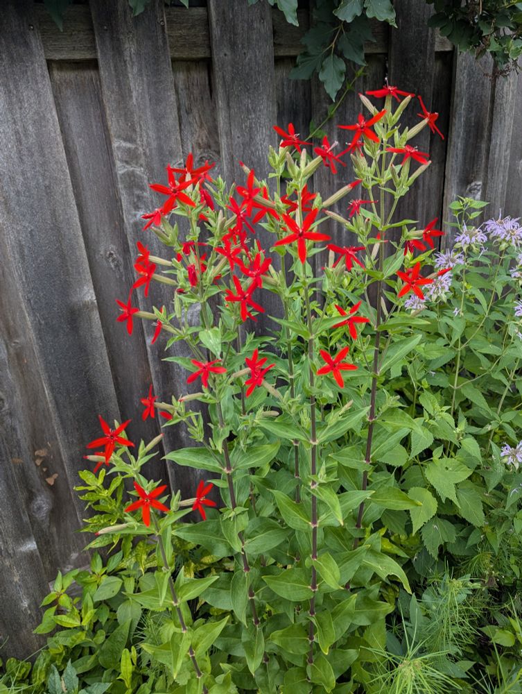 Royal Catchfly with dozens of bright red blooms!
