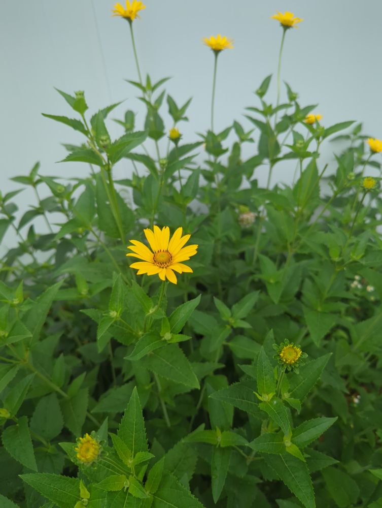 Round yellow flower from Smooth Oxeye aka Early Sunflower 
