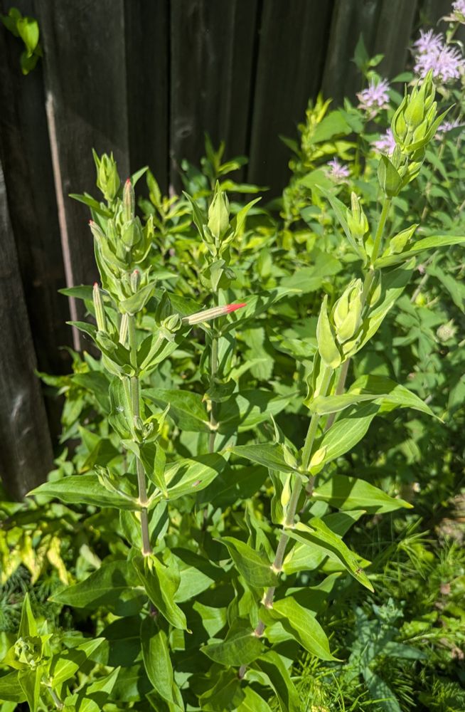 Royal Catchfly buds. They look like tubes of lipstick with just a red bit poking out on the end.
