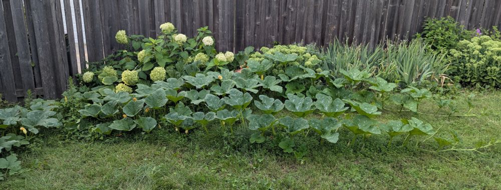 Pumpkin vines are growing in a line from left to right. 15 feet long maybe? They are well past the hydrangea bush.