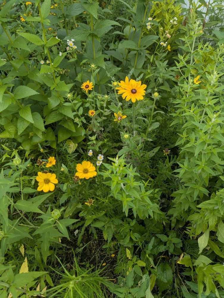 Round yellow flowers from Prairie Coreopsis and Black eyed susan