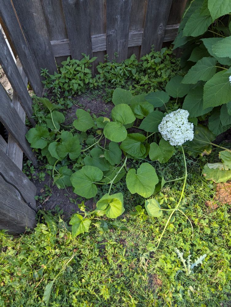 Vines a few feet long. One has grabbed onto a hydrangea branch