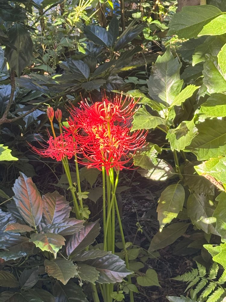 緑の木の葉や草の間から咲く数本の彼岸花。朝日にあたって赤い花が明るくなっている。