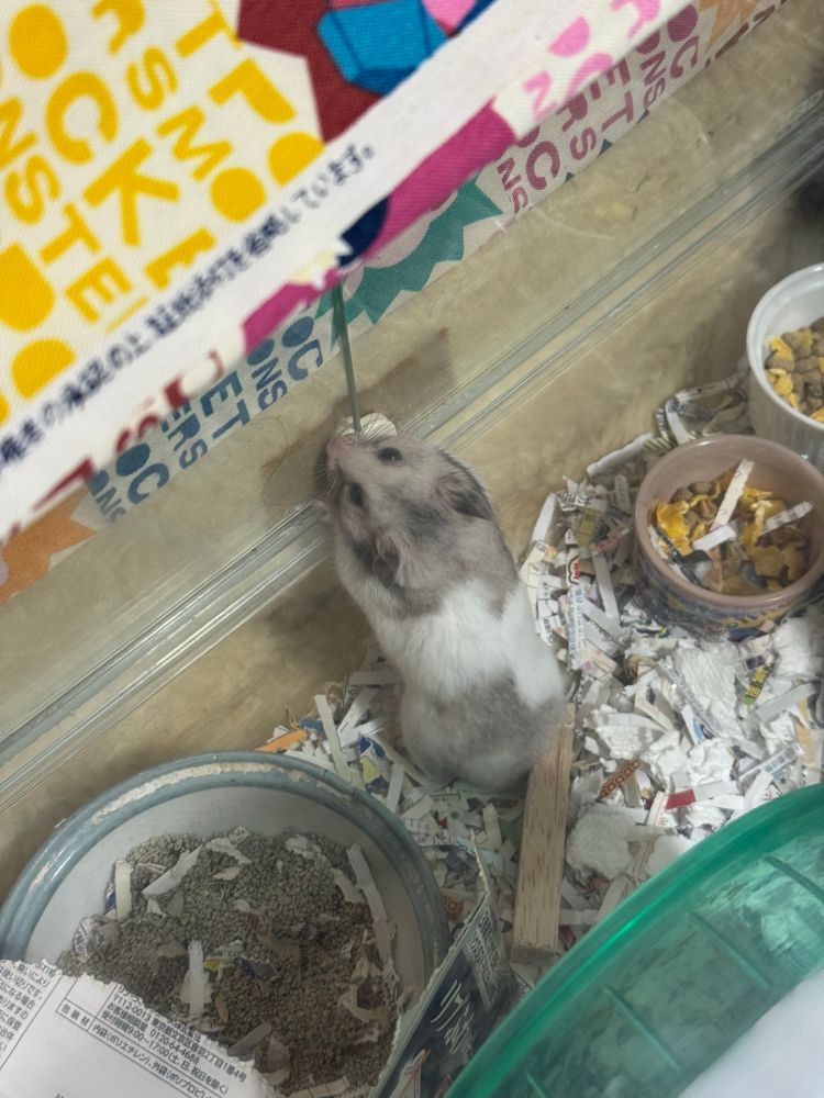 ゴールデンハムスター。ケースの入り口でドアが開くのを待ってる。ハムスターはこう言うのはすぐに覚える。賢い。