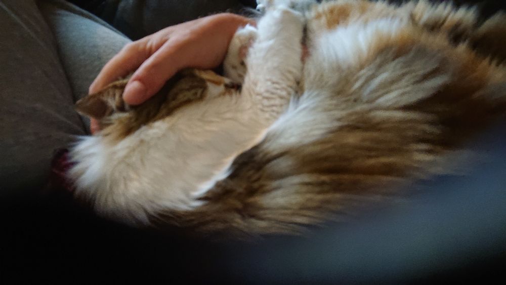 Spinnande katt i mitt knä i tv-fåtöljen. 